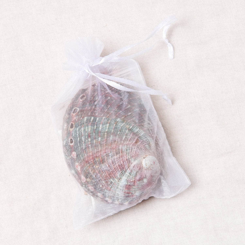 Small Abalone Shell Kit