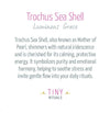 Trochus Sea Shell Energy Bracelet - 6mm