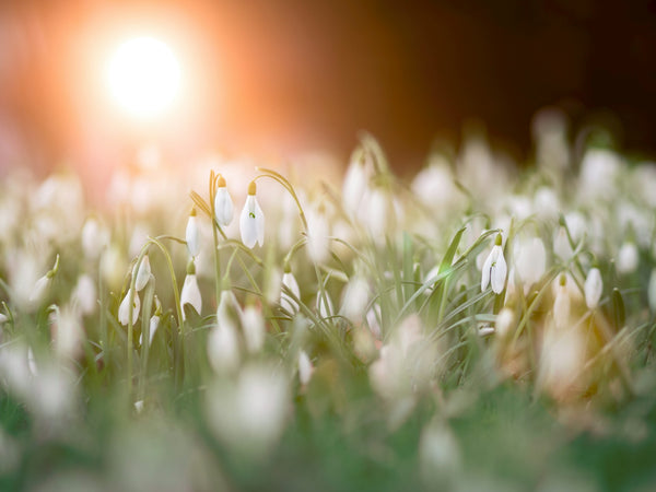 Best Crystals for New Beginnings: Embrace Change & Transformation