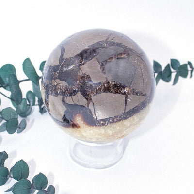 black septarian