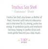 Trochus Sea Shell Energy Bracelet - 4mm